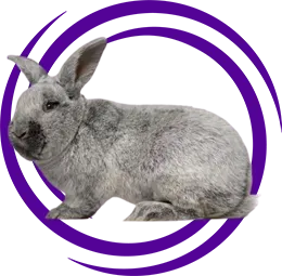 Gümüş (Argente) Tavşanı Özellikleri ve Bakımı
