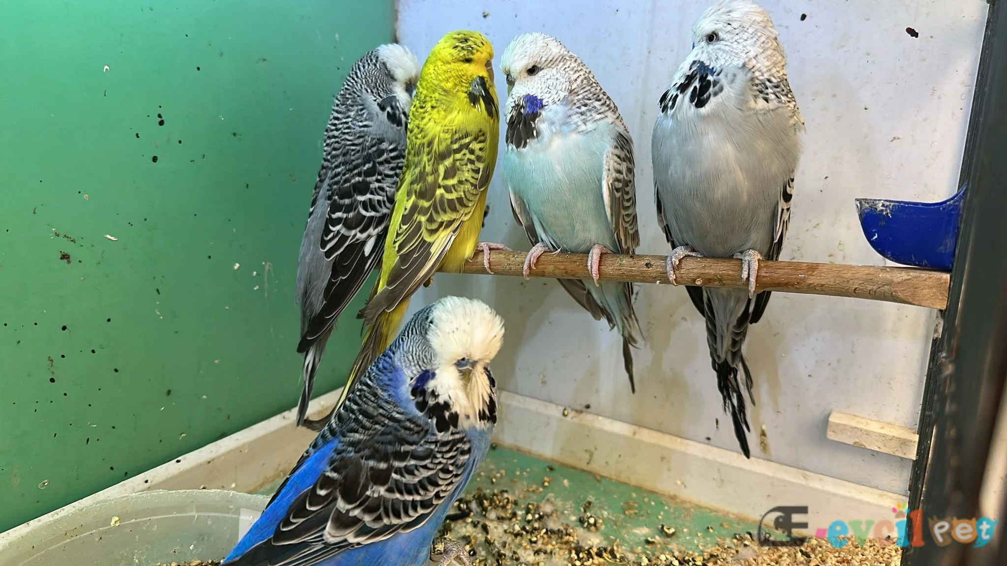 Jumbo Muhabbet Kuşları İster Tek İster Takım