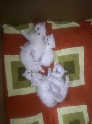 British shorthair ve British longhair bluepoint saf kan