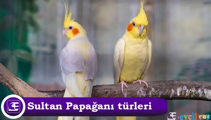 Sultan Papağanı Türleri
