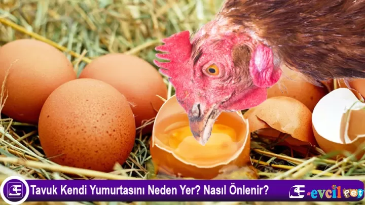 Tavuk Kendi Yumurtasını Neden Yer? Nasıl Önlenir?