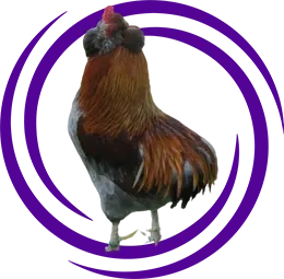 Araucanas