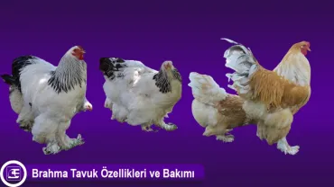 Brahma Tavuğu