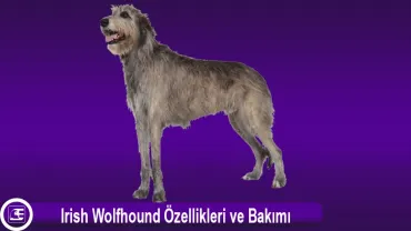 İrlanda Kurt Köpeği (Irish Wolfhound)