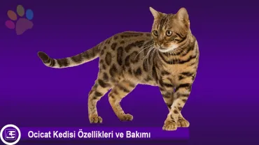 Ocicat