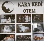 Kara Kedi Oteli