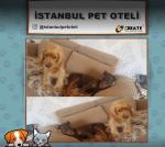 İstanbul Pet Oteli
