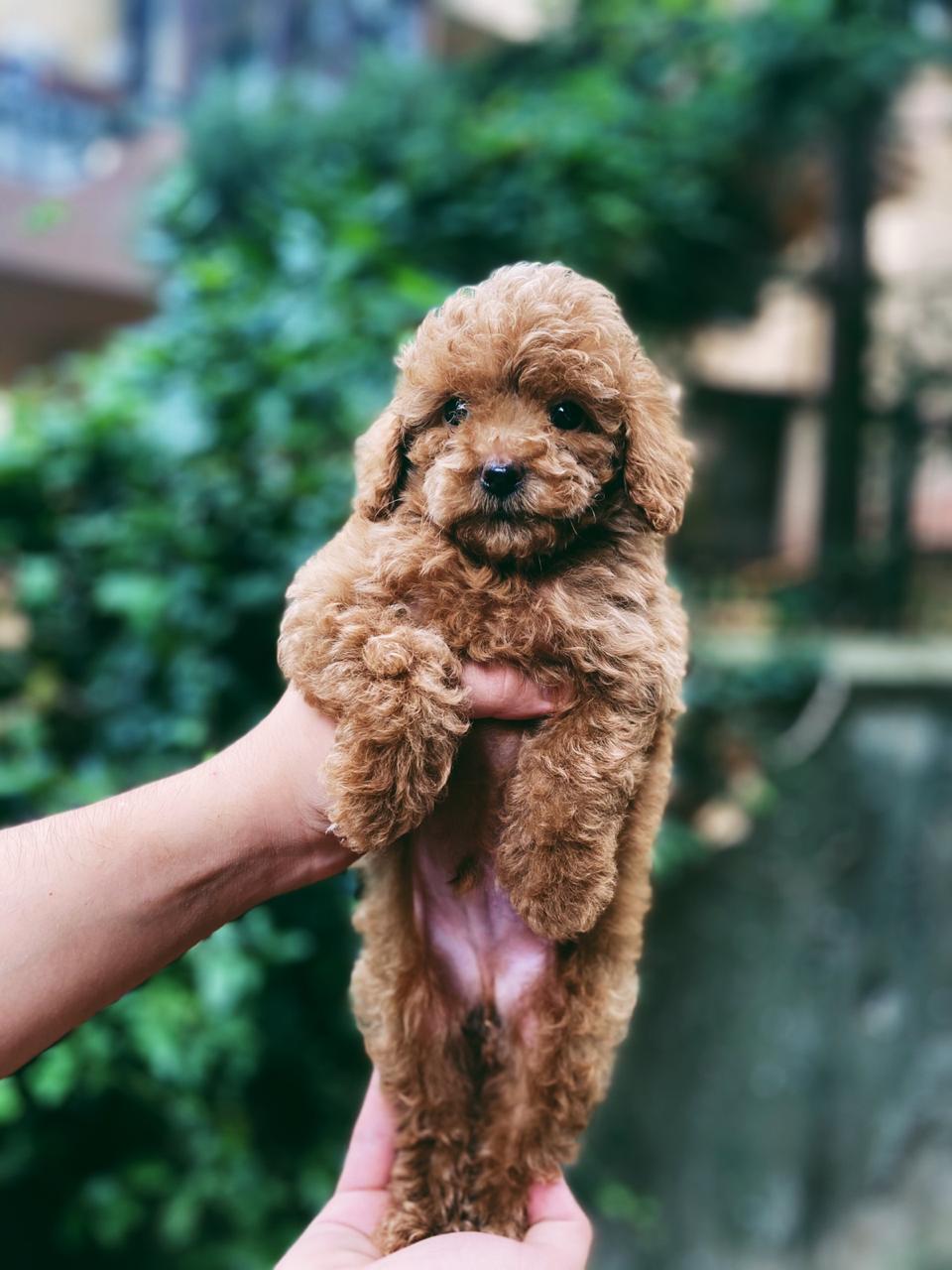 Tiny Dogs