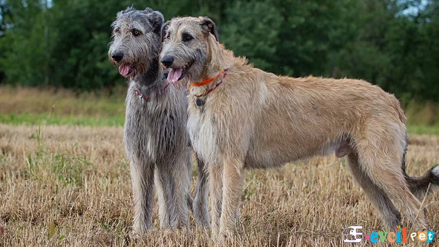 Irish Wolfhound Karakter Özellikleri (İrlanda Kurt Köpeği)