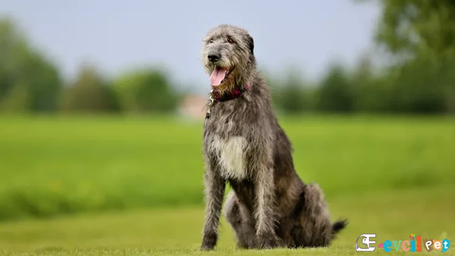 Irish Wolfhound Temel Eğitimi ve Tuvalet Eğitimi (İrlanda Kurt Köpeği)