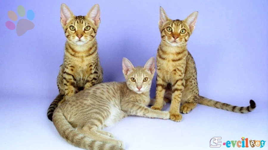 Mısır Mausu Kedisi