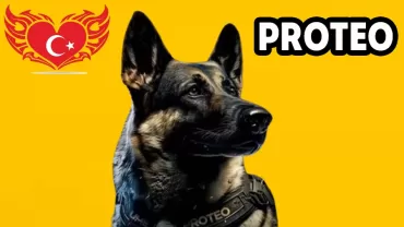 Proteo, Arama-kurtarma köpeği