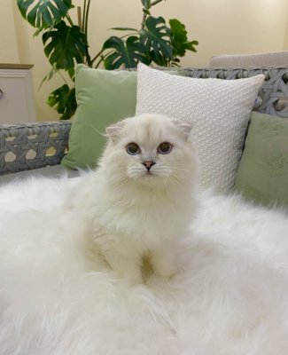 Özel Scottish Fold Erkek