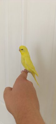 1 aylık yavru dişi muhabbet kuşu