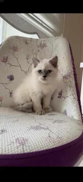 Brirish longhair blue point safkan - ÇUKUROVA / ADANA