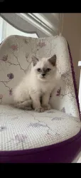 Brirish longhair blue point safkan