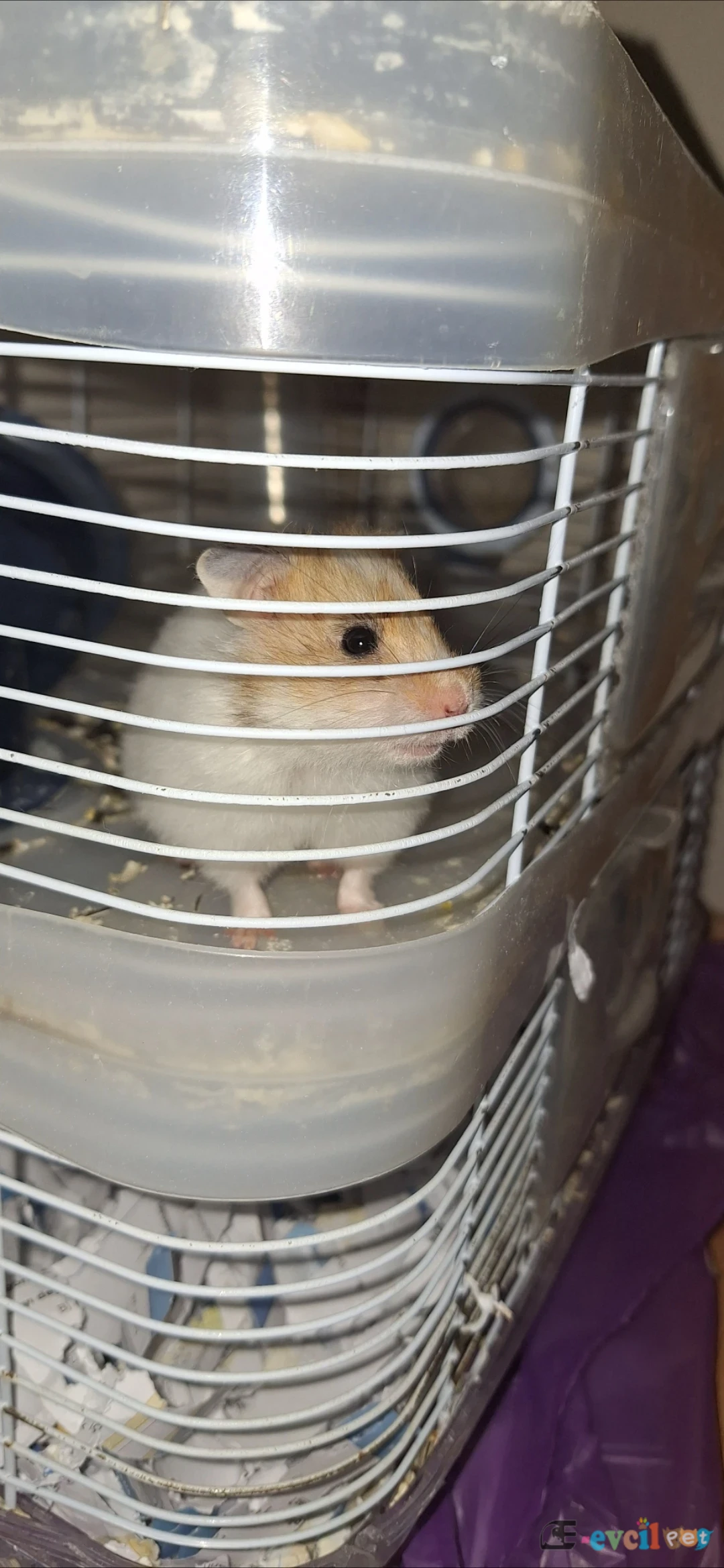 Hamster anne ve yavruları