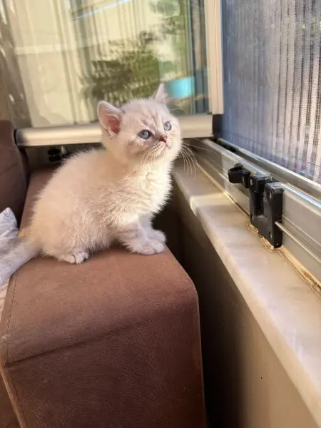 Acil Safkan British Shorthair Yavrularımız - KARŞIYAKA / İZMİR