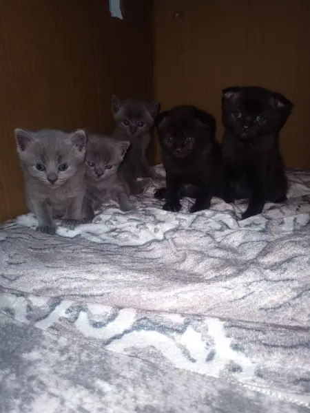5 tane bebeklerimiz güvenilir yuva ariyor - NİLÜFER / BURSA