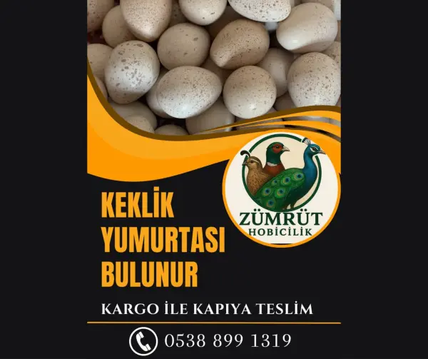 KULUÇKALIK KEKLİK YUMURTASI MEVCUTTUR - DERELİ / GİRESUN