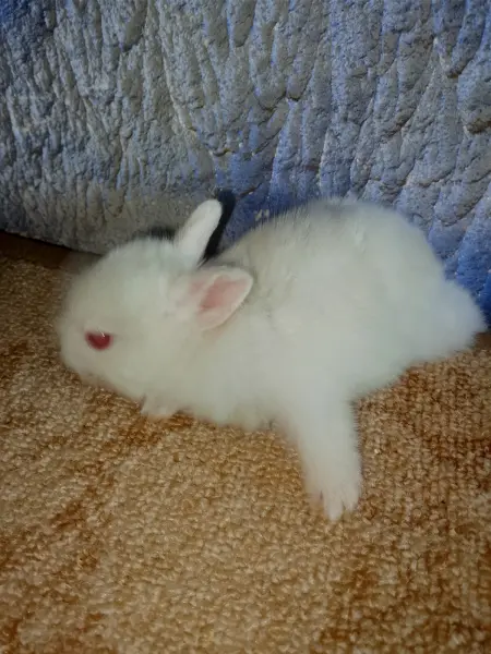 Netherland dwarf Hollanda cüce yavru - SARIÇAM / ADANA