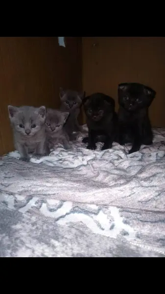 5 tane anne bristh baba scotis cinsinde olma 3tane kız 2 tane erk - NİLÜFER / BURSA