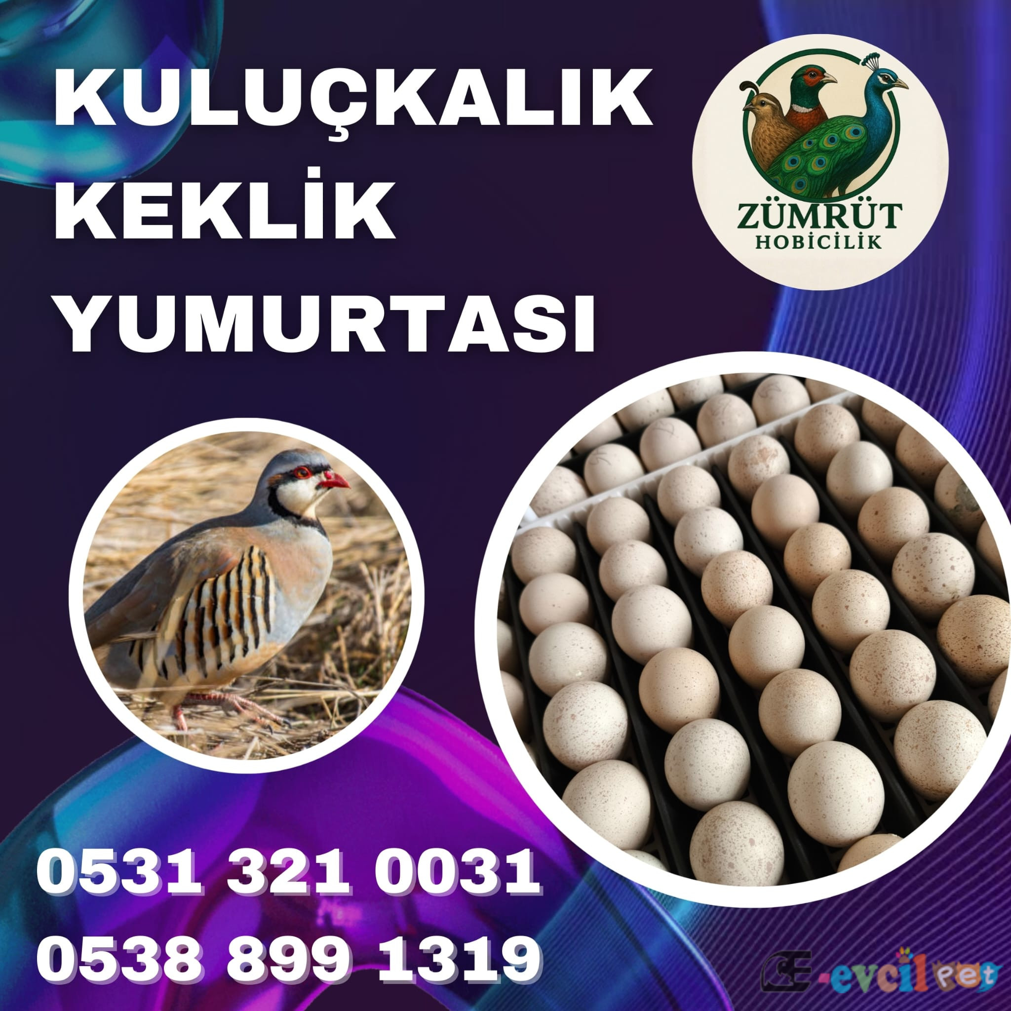 DÖLLÜ KULUÇKALIK KEKLİK YUMURTASI