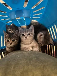 British Shorthair Yavruları 2 Aylık Sağlıklı Ve Oyuncu