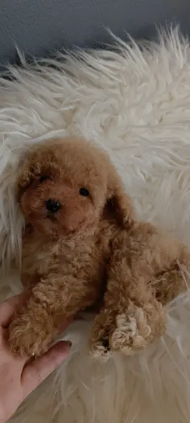 Veteriner teknikerinden ırk ve sağlık garantili Toy Poodle - BAKIRKÖY / İSTANBUL