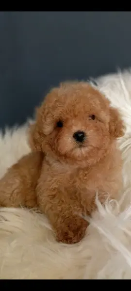 Irk ve sağlık garantili Toy Poodle - BAKIRKÖY / İSTANBUL