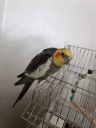 Konuşan sağlıklı sultan papagani