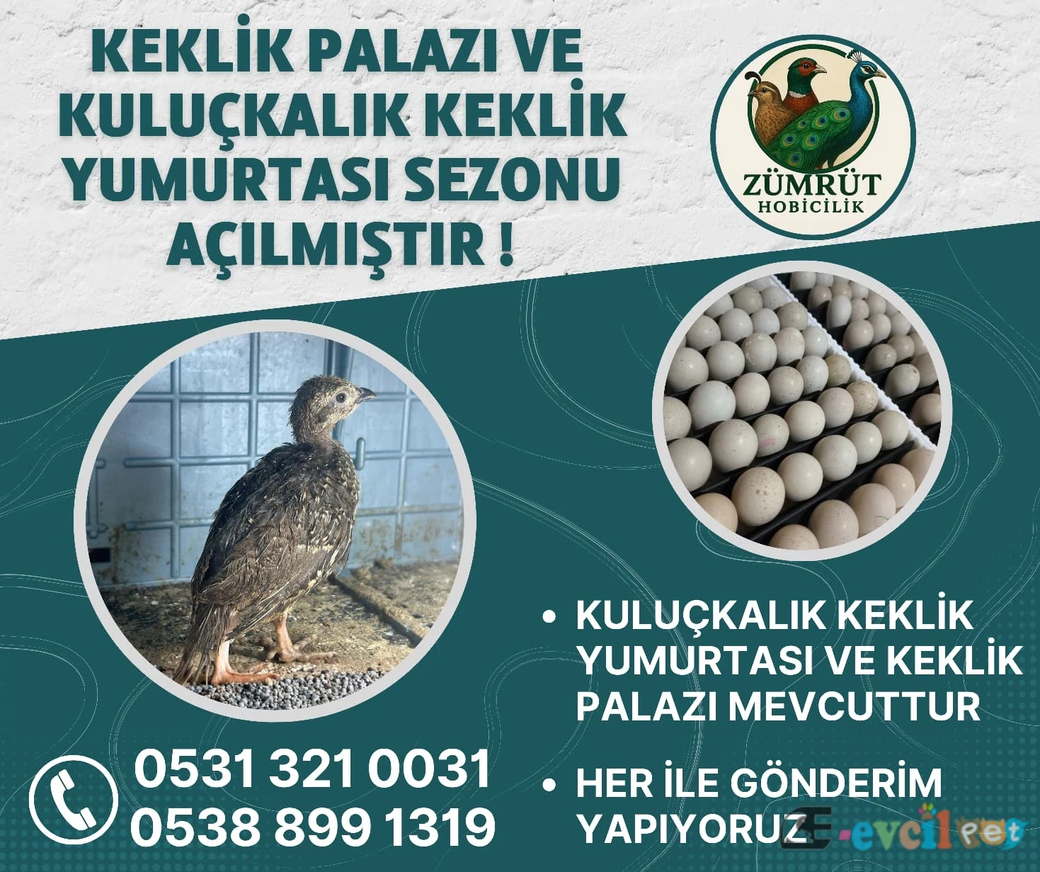 Satılık Kınalı Keklik, Beyaz Keklik, Keklik Yavrusu ve Kuluçkalık
