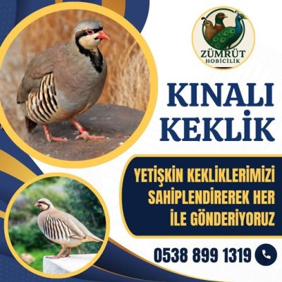 GENÇ DAMIZLIK KINALI KEKLİK