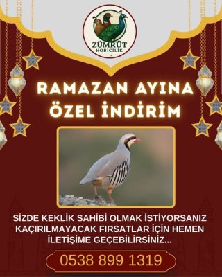 KINALI KEKLİK | FIRSATLARI KAÇIRMAYIN !!!