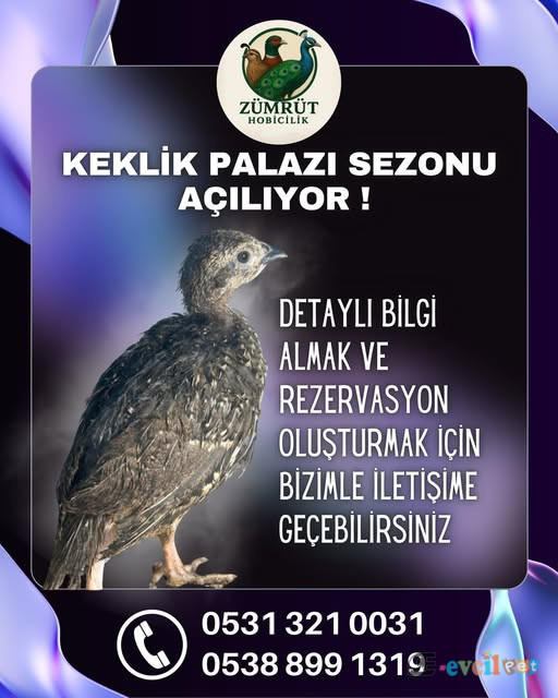 KINALI KEKLİK PALAZ REZERVASYONLARI BAŞLAMIŞTIR