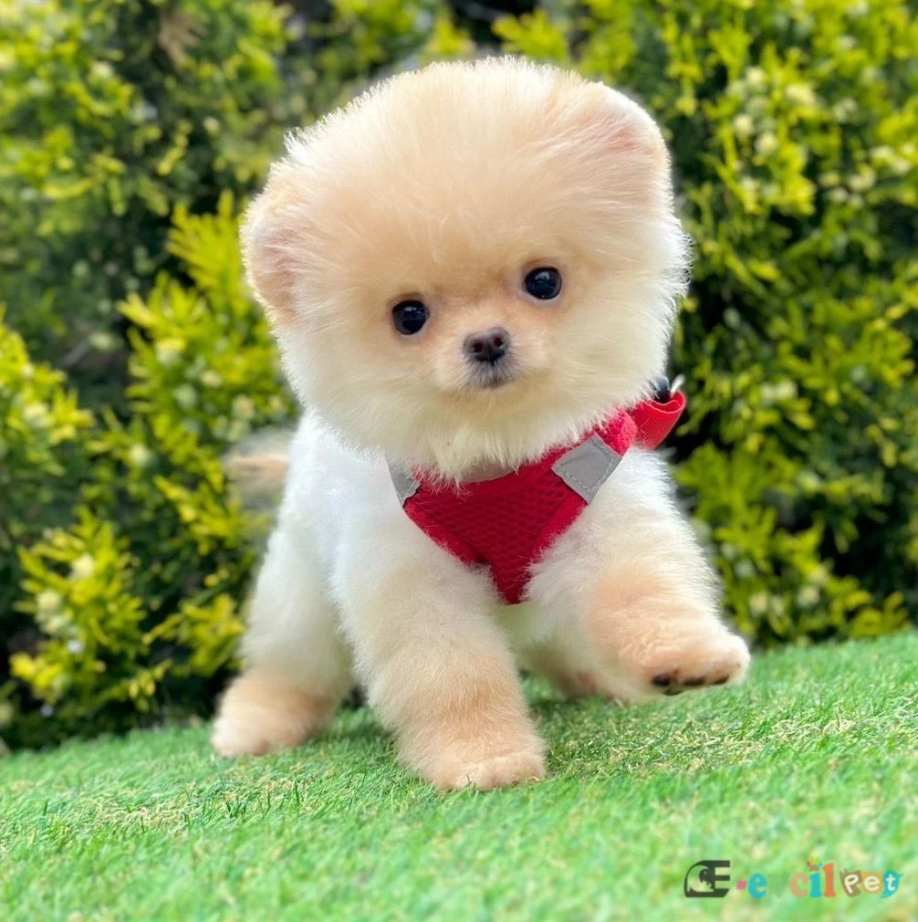 Safkan pomeranian boo yavrularımız - ATAŞEHİR / İSTANBUL