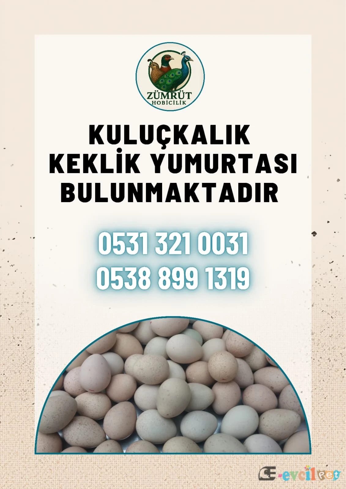 KINALI , BEYAZ, SİLVER VE ALBİNO KEKLİK YUMURTASI - EKİNÖZÜ / KAHRAMANMARAŞ