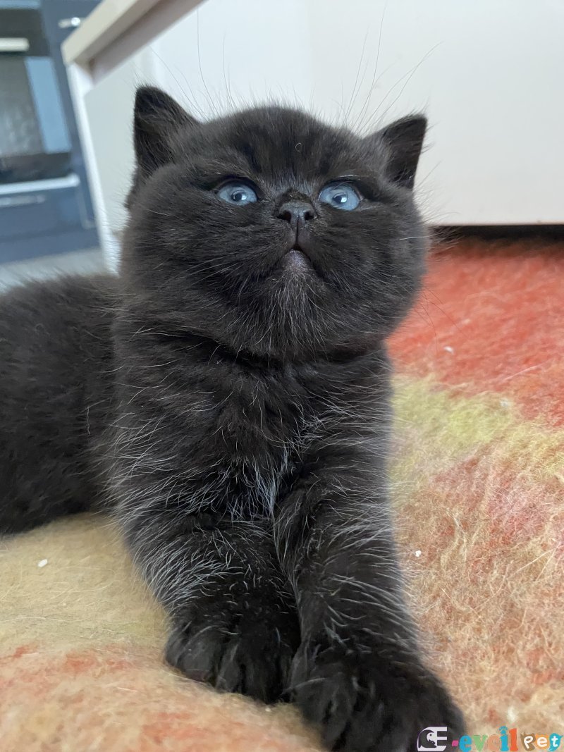 British Shorthair Black