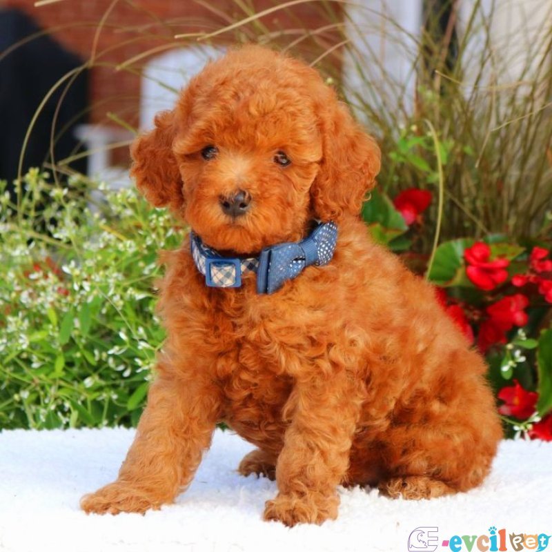 TOOY POODLE YAVRUMUZ 0 TEACUP