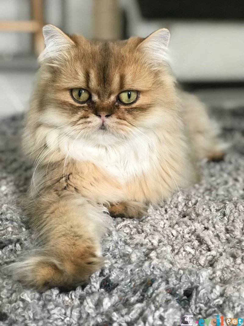 Şecereli British Longhair