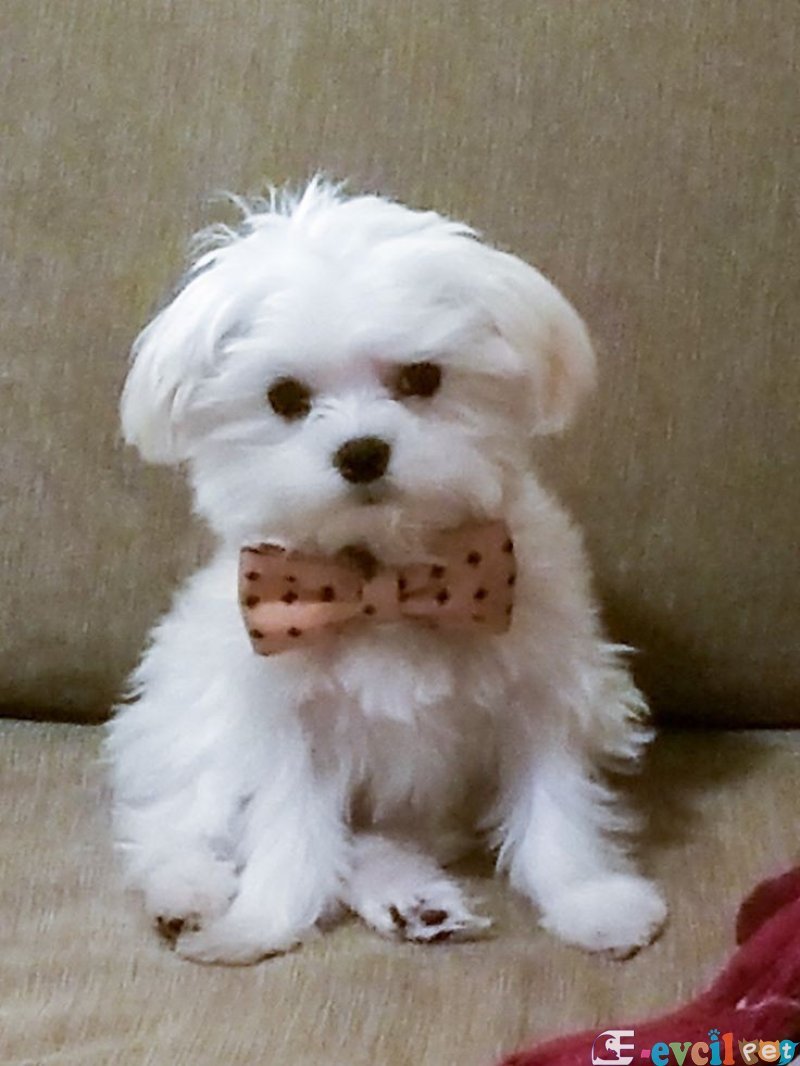 Maltesse Terrier Cinsi Güzel Yavrular