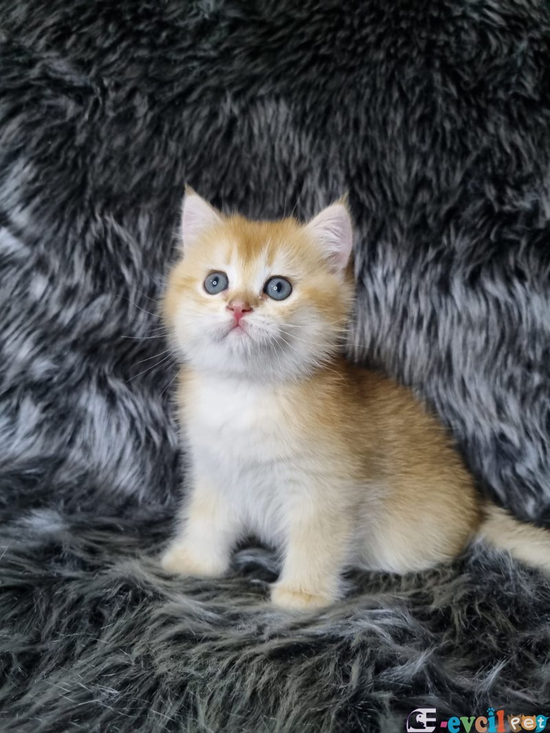 British Shorthair 2 Aylık Erkek Yavrular
