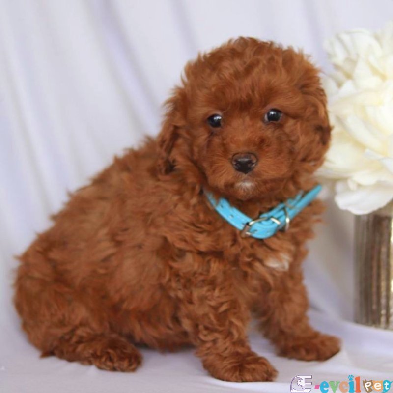 Tooy poodle cinsi yavrular DİŞİ erkek mevcuttur