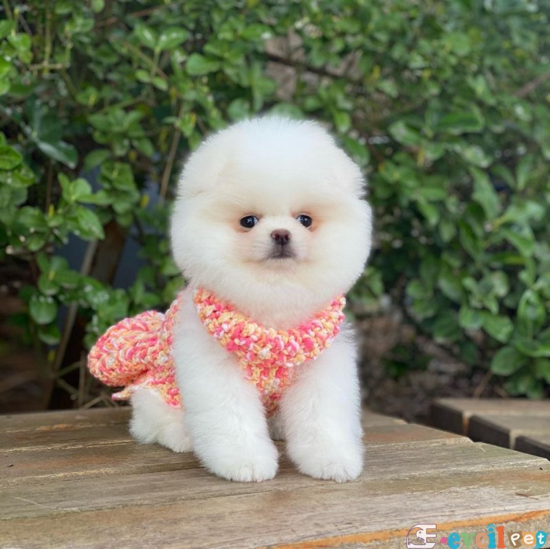 Ayıcık orijinal pomeranian