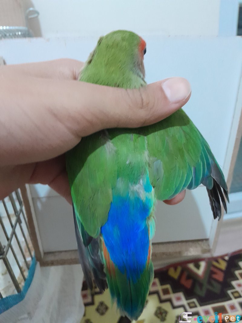 Aşırı kızgın kafaya gelir ısırması yok