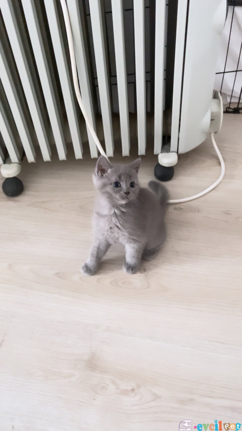 British shorthair scottish fold yavrular
