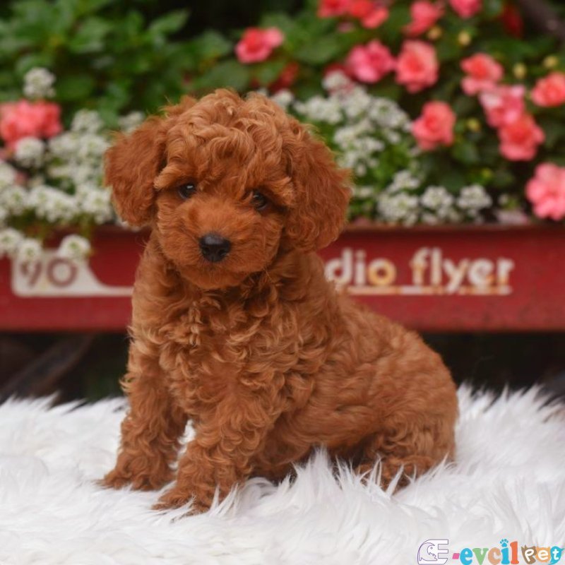 TOOY POODLE YAVRUMUZ 0 TEACUP