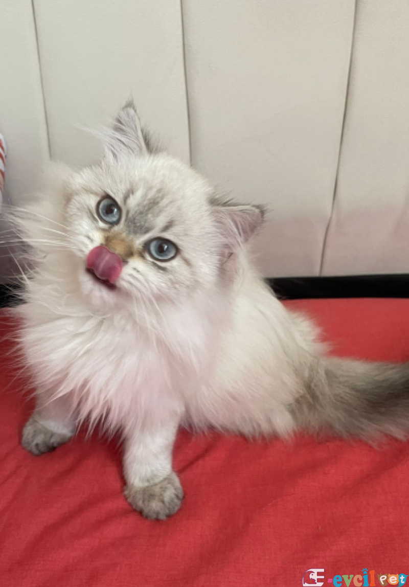 Bembeyaz pamuk gibi Longhair Kediciğimiz