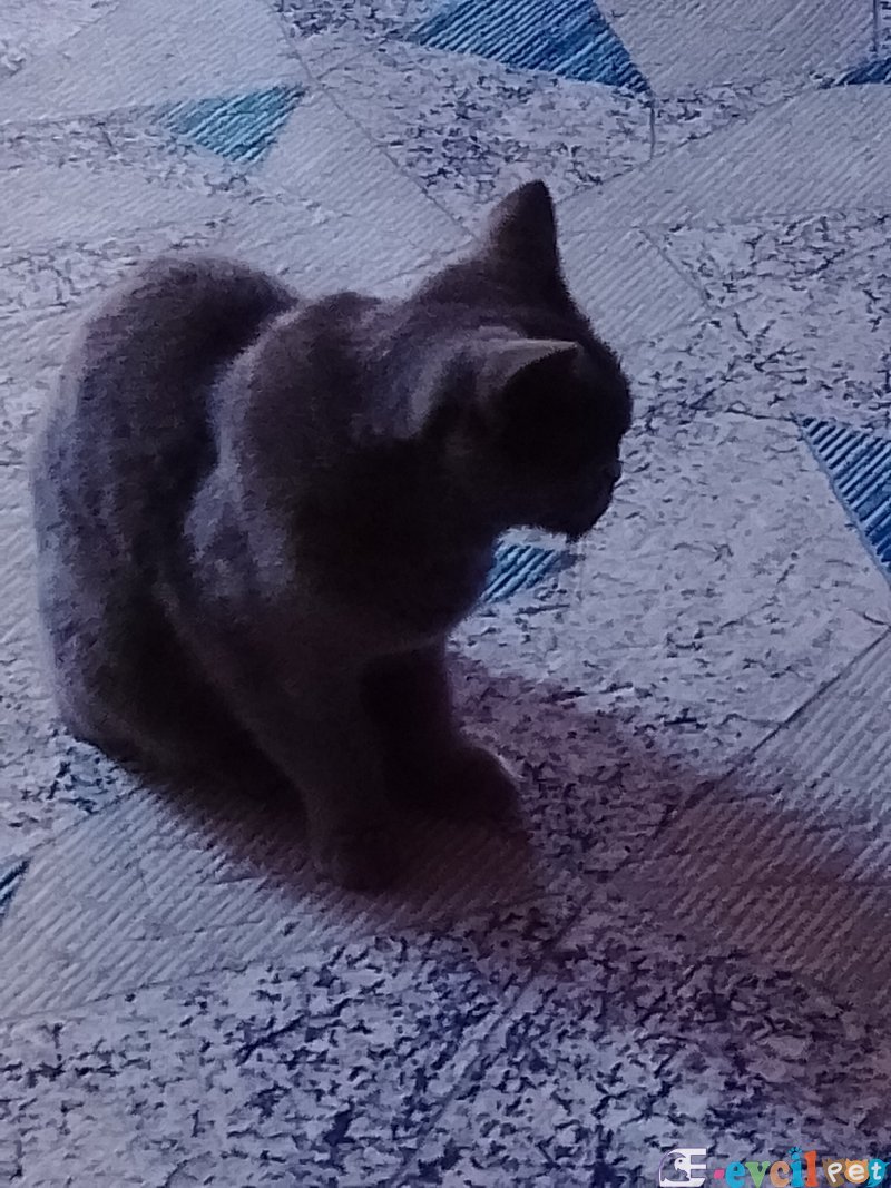 En çok sevdiyim bebek çok sevdiyim kedim