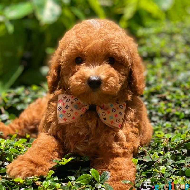 TOOY POODLE YAVRUMUZ 0 TEACUP